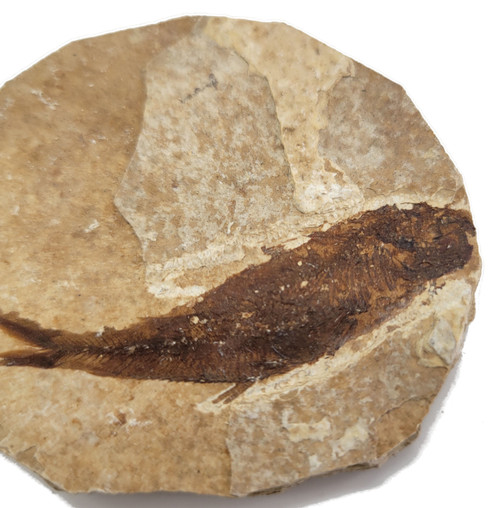 Fossilized Fish - Specimen G