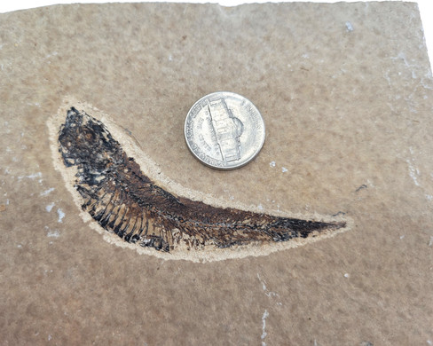 Fossilized Fish - Specimen L