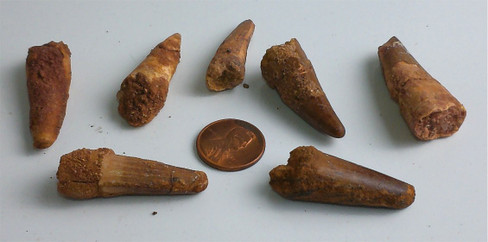 Fossilized Spinosaurus Tooth - SMALL