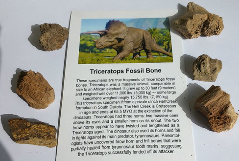 Fossilized Triceratops Bone Fragment