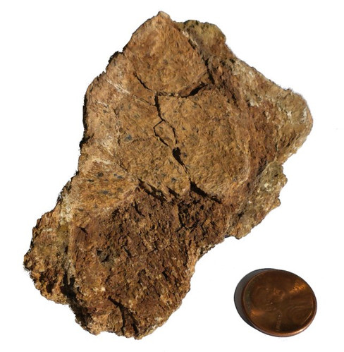 MEDIUM Fossilized Triceratops Frill Fragment-1691028678