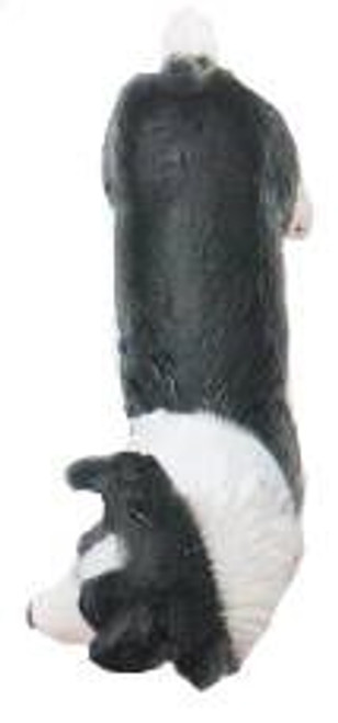 Mojo Border Collie Dog - Top View