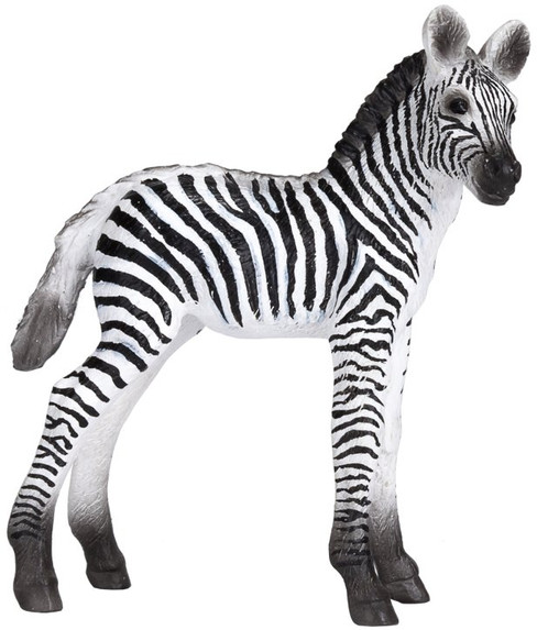 Zebra Foal (Mojo )