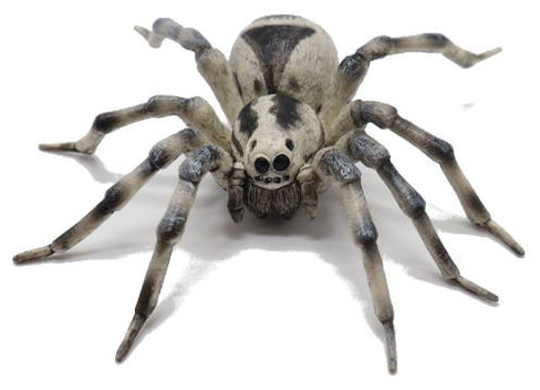 Spider - Tarantula(Papo)