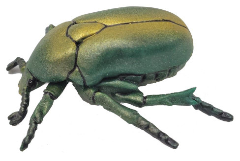 Beetle  - European Rose Chafer (Papo)