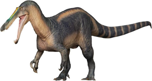 Suchomimus - Thabo (PNSO)