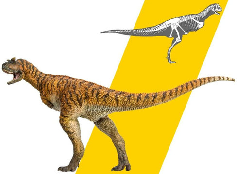 Carnotaurus - Domingo (PNSO)