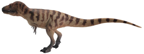 Daspletosaurus - Cole (PNSO)