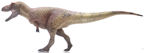 Daspletosaurus torosus - Lu zhi sheng (Haolonggood)