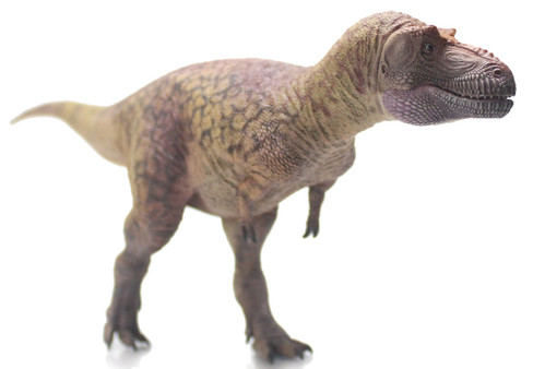 Daspletosaurus torosus - Lu zhi sheng (Haolonggood)