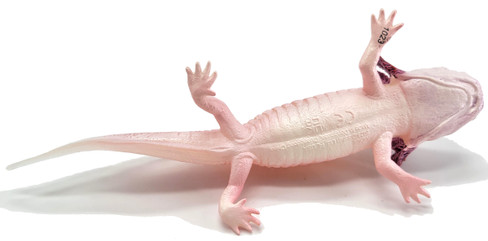 Axolotl (Safari Ltd.)