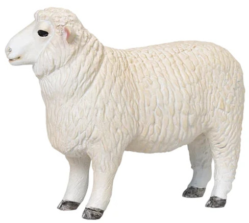 Sheep - Romney Ram (Mojo)