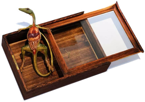 Rebor Compsognathus longipes - Preserved Dissection Specimen Oddity - Manufacturer Picture