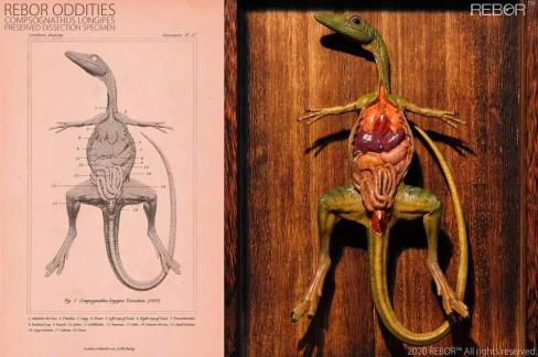 Rebor Compsognathus longipes - Preserved Dissection Specimen Oddity - Contents View