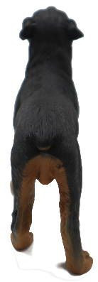 その他 CollectA Rottweiler Figure 6g7v4d0 CollectA Rottweiler #88189 - Happy with Tongue Sticking Out