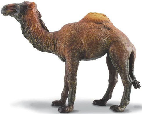 Camel - Dromedary (CollectA)