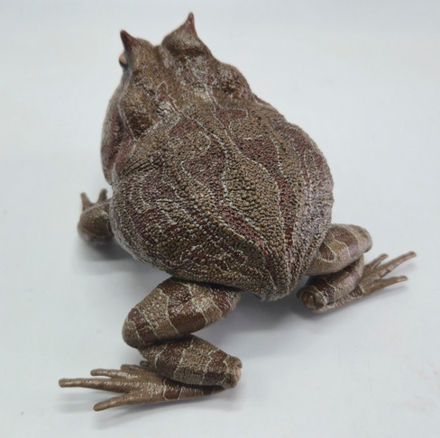 REBOR Beelzebufo cornuta “Little Feet” Rainforest Version #161199 - Left Side View