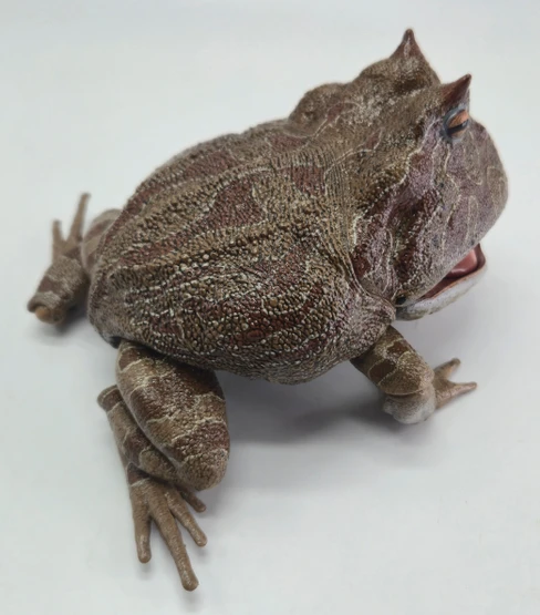 REBOR Beelzebufo cornuta 'Little Feet' Rainforest Version #161199 - Right Side View