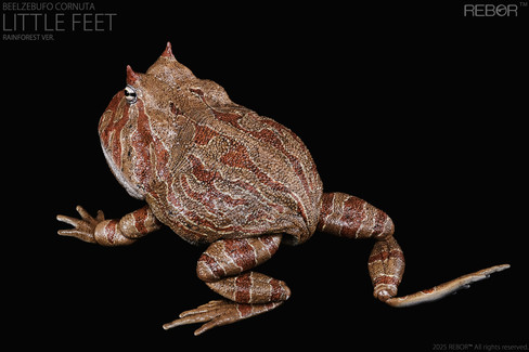 Beelzebufo cornuta "Little Feet" (Rainforest) 1/2 Scale (Rebor)