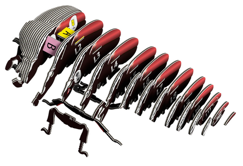 EUGY Goliath Beetle 3D Puzzle #111 - construction image