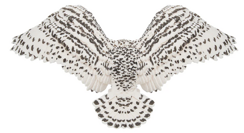 Toymany - Arctic Falcon #00367 rear image