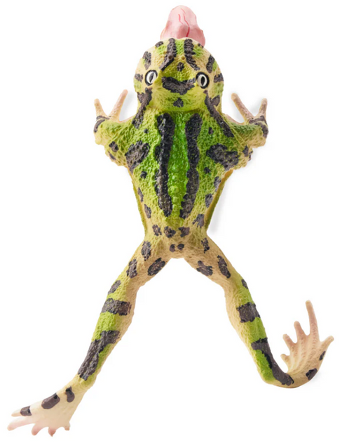Toymany - Surinam Horned Frog #00383 top view image