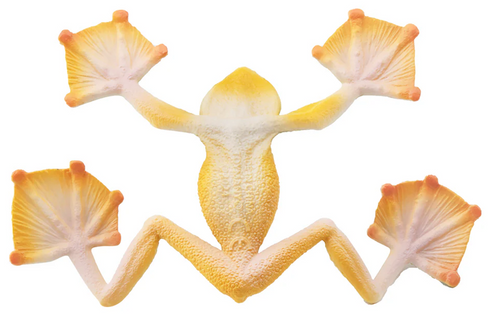 Toymany - Wallace's Flying Frog #00384 - bottom image