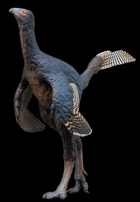 PNSO Junlang the Caudipteryx #93 Manufacturer Picture head turned