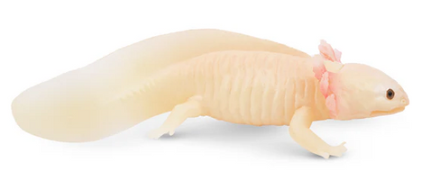 Toymany Axolotl - Direct Side View