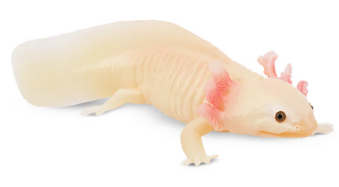Toymany Axolotl - Main Product Picture