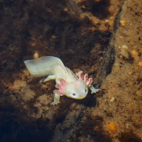 Toymany Axolotl - Wildlife View