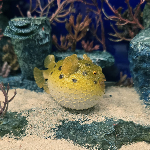 Toymany - Pufferfish #458 aquarium image