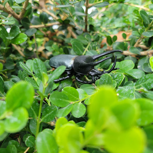 Toymany - Atlas Beetle #423 - clover playtime image