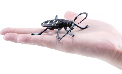 Toymany Citrus Longhorned Beetle #422 - Beetle on Hand