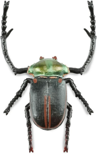Toymany Janson's Long-armed Scarab Beetle #431 - Top View