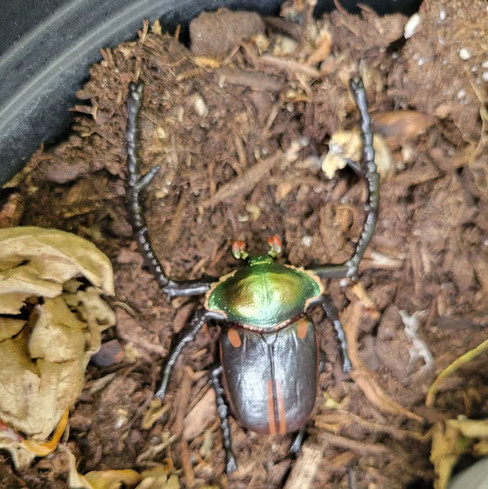 Toymany Janson's Long-armed Scarab Beetle #431 - In Nature