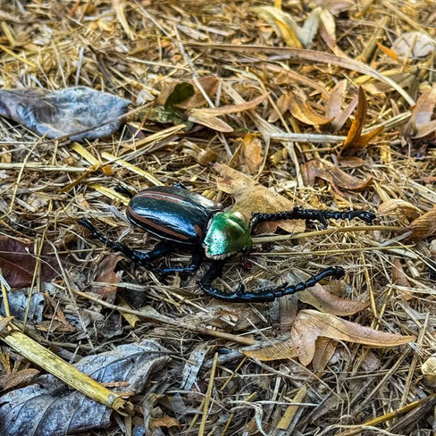 Toymany Janson's Long-armed Scarab Beetle #431 - In Nature
