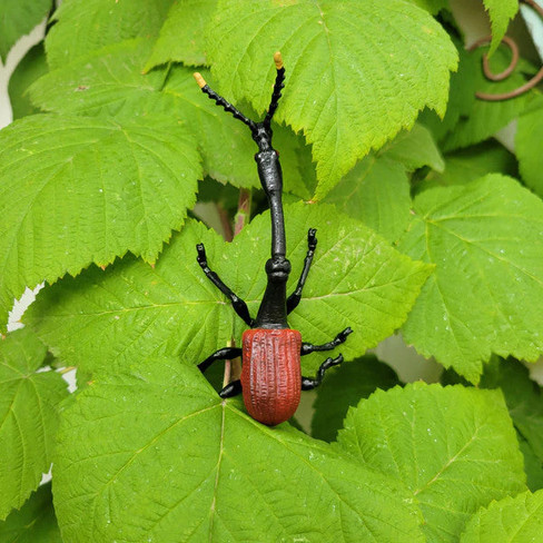 Toymany Giraffe Weevil #428 - In Nature
