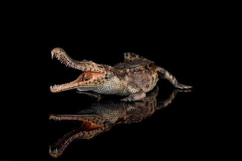 Haolonggood Sarcosuchus Imperator - Tong Meng - Brown - Face View