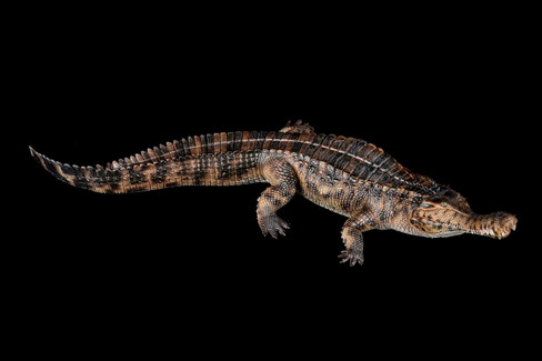 Haolonggood Sarcosuchus Imperator - Tong Meng - Brown - Lef t Angle View