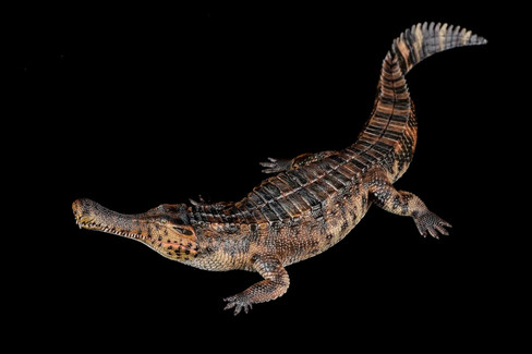 Haolonggood Sarcosuchus Imperator - Tong Meng - Brown - Top View