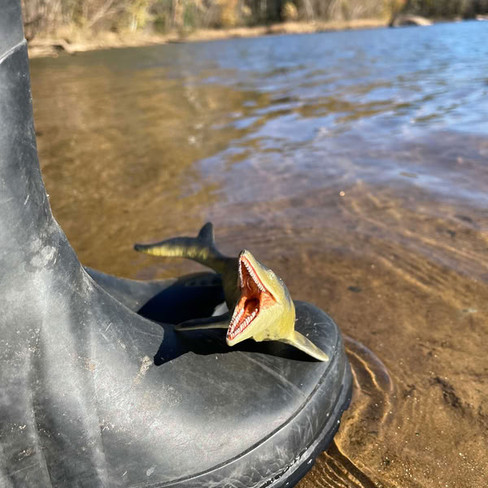 Safari Ltd. Mosasaurus #110027 - In Nature
