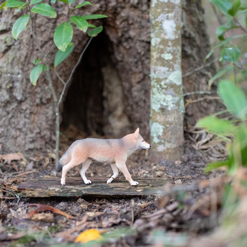 Safari Ltd. Coyote #113089 - In Nature