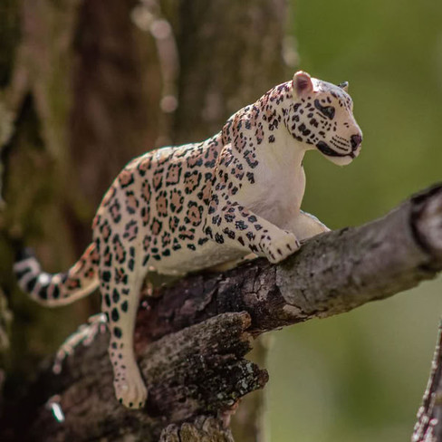 Toymany Female Jaguar - Lying #00299 - In Nature