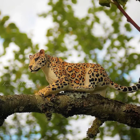 Toymany Female Jaguar - Lying #00299 - In Nature