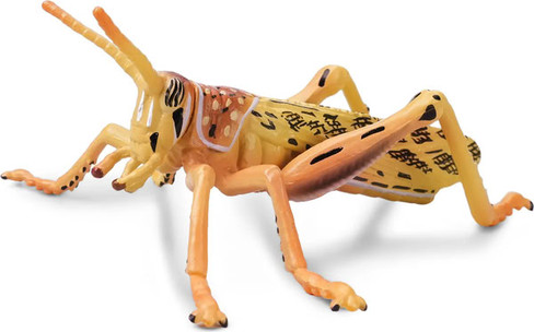 Toymany Desert Locust #00501 - Main Picture