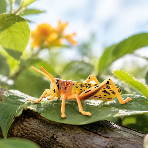 Toymany Desert Locust #00501 - In Nature