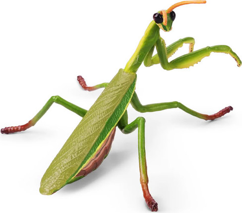 Toymany Chinese Mantis #00502 - Rear View from Above