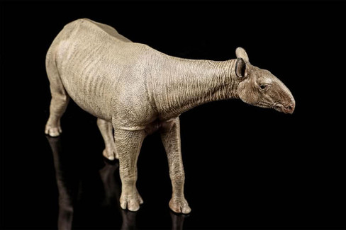 EoFauna Paraceratherium Grangeri #014 - Right Front View from Above