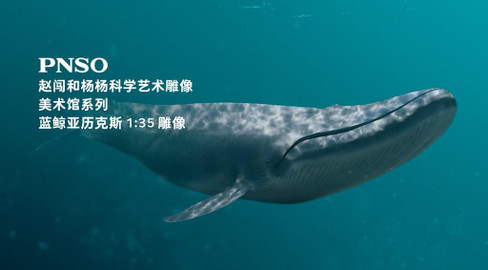 PNSO - Alex the Blue Whale - Art Gallery Series - Manufacturer Picture
